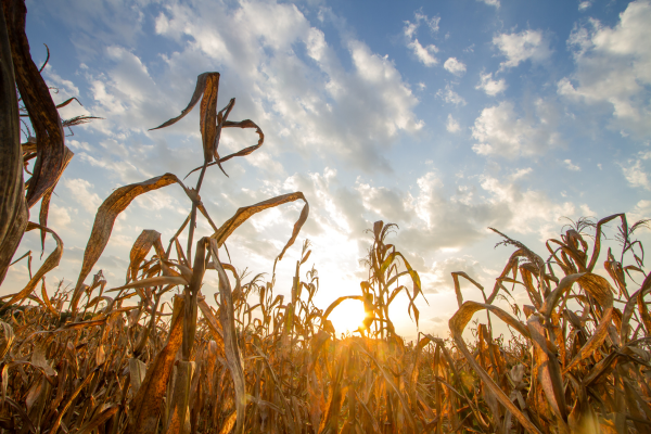 Impactos das Mudanças Climáticas na Agricultura Sustentável